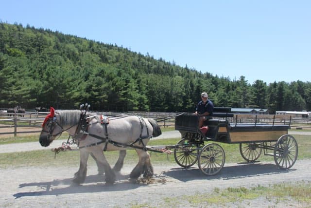 Horse-drawn carriage ride through Acadia National Park