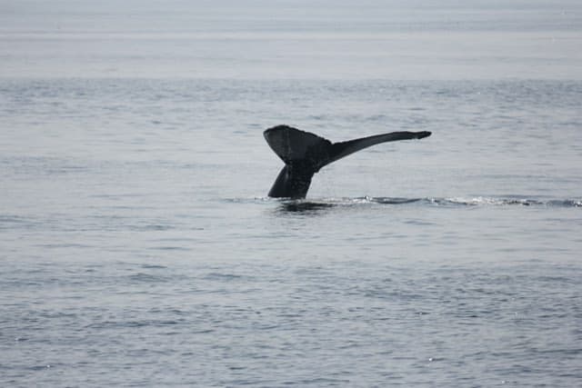 Whale tail emerging from the ocean